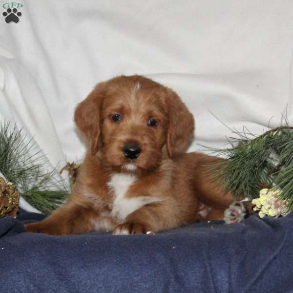 Donner, Labrador Mix Puppy